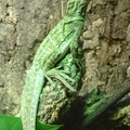 Segelechse