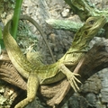 Segelechse
