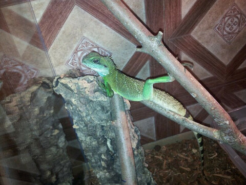 Wasseragame