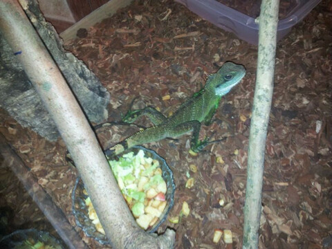 Wasseragame