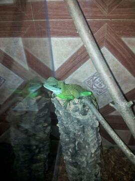 Wasseragame