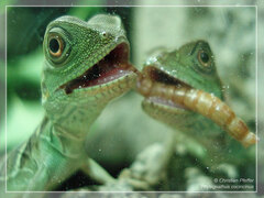Jungtiere der Grünen Wasseragame
