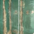 1. Wasseragamen Terarrium
