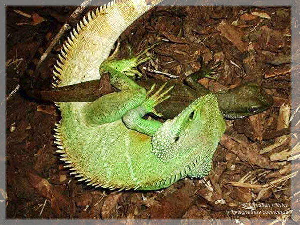 Paarung der Grünen Wasseragame
