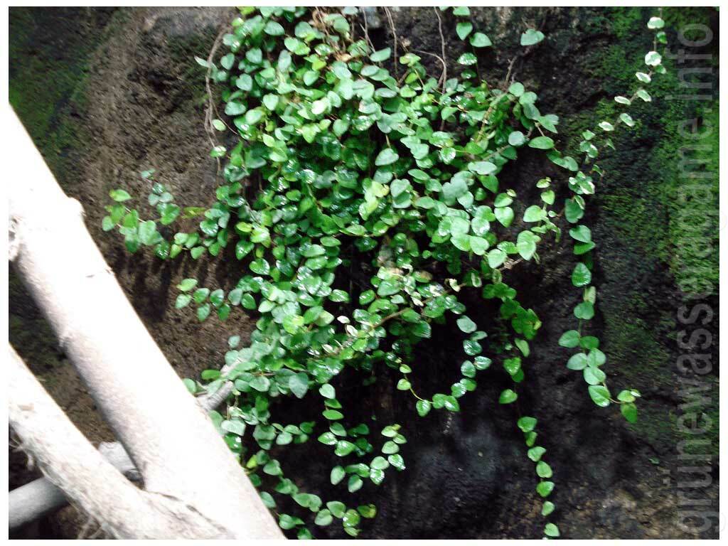 Ficus