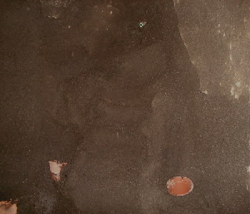1. Wasseragamen Terarrium