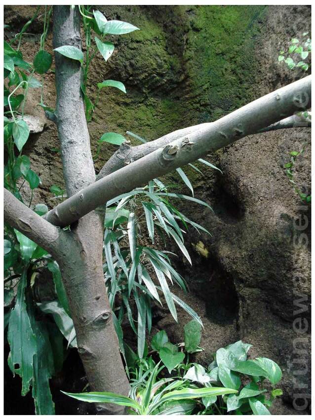 Ficus,Hypertufa