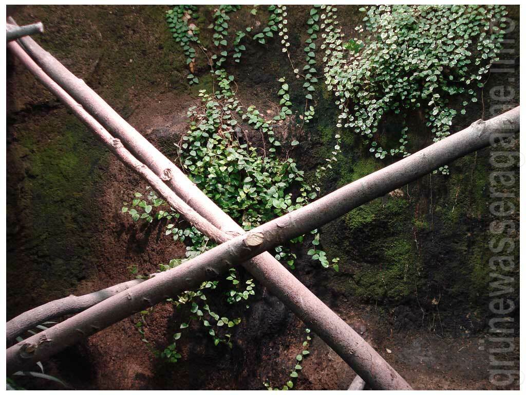 Kletter Ficus