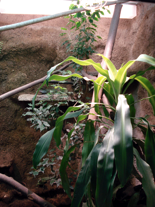Yucca Palme