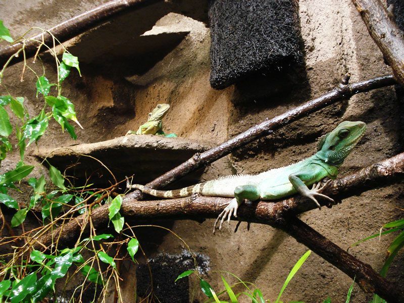 1. Wasseragamen Terarrium