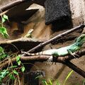 1. Wasseragamen Terarrium