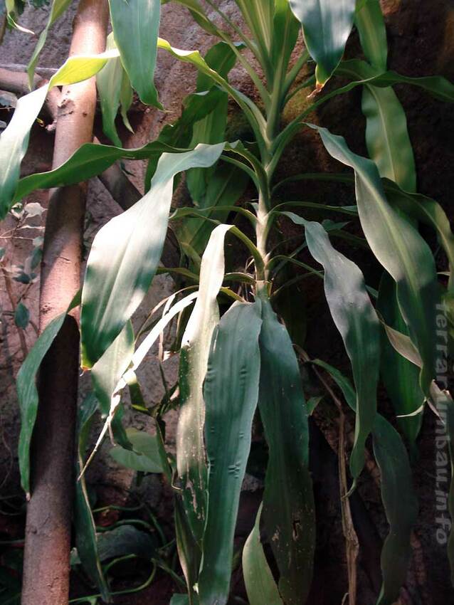 Yucca Palme
