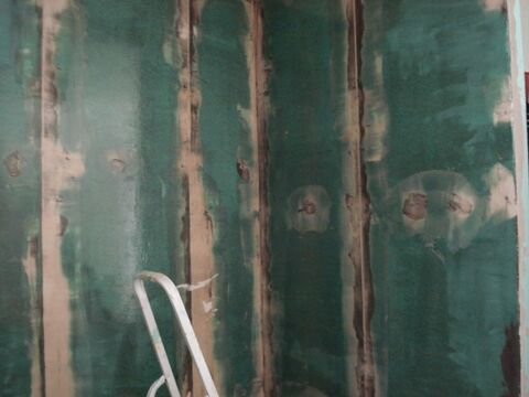 1. Wasseragamen Terarrium
