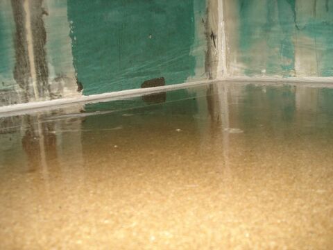 1. Wasseragamen Terarrium