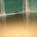 1. Wasseragamen Terarrium