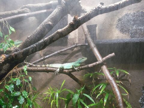 1. Wasseragamen Terarrium