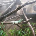 1. Wasseragamen Terarrium