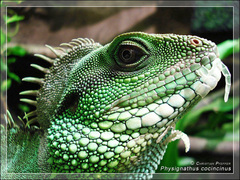 Kamm einer Männlichen Wasseragame