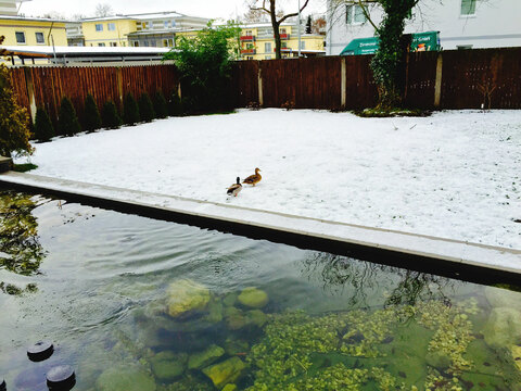 Teich_Enten_1