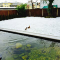Teich_Enten_1