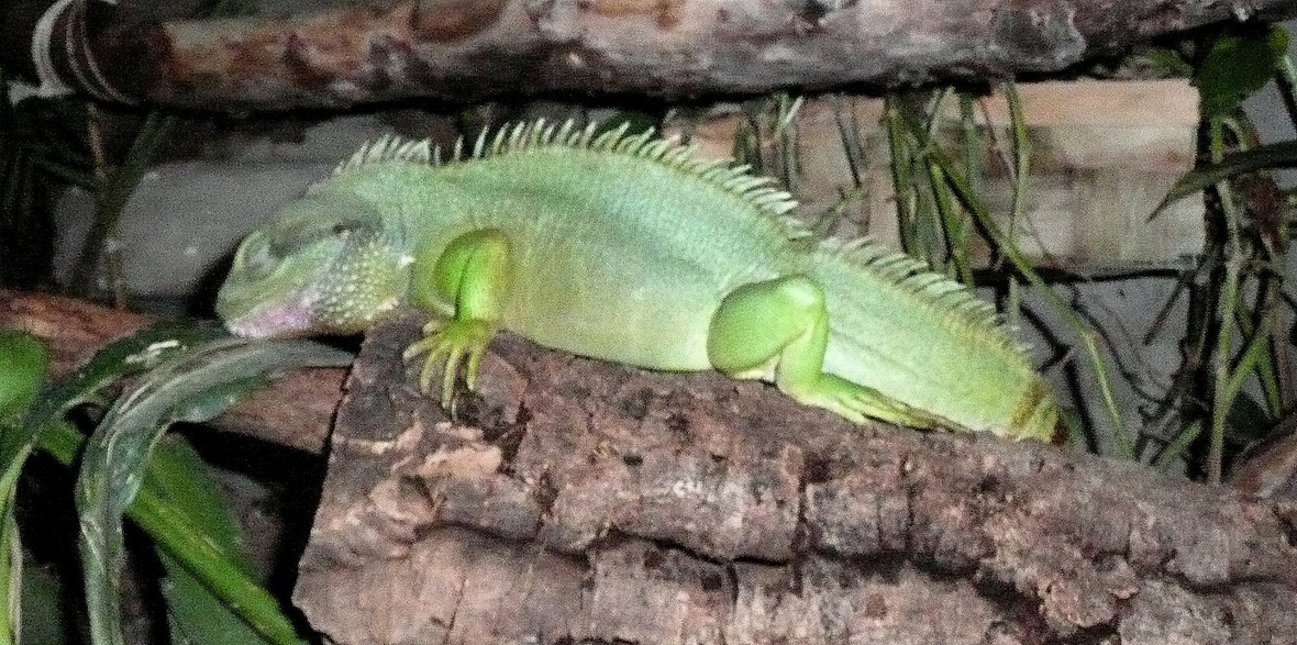 Eine schlafende Wasseragame