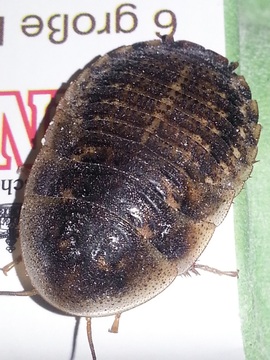 Argentinische Waldschabe