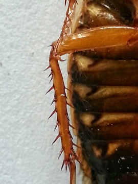 Die Waldschabe