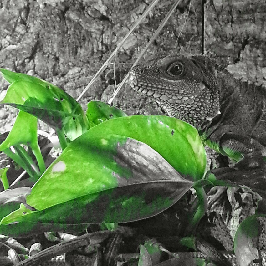 Klein Agami als Color Splash- Aufnahme.