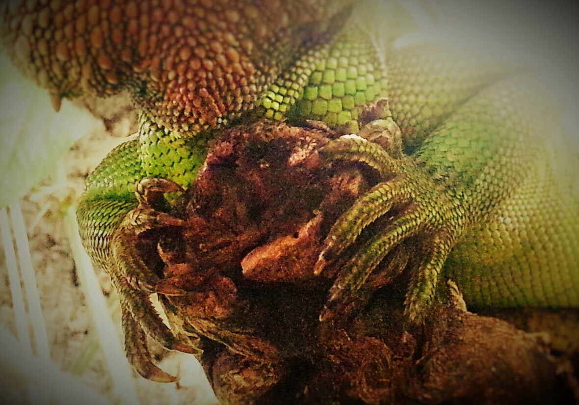 Groß Agamis Krallen....