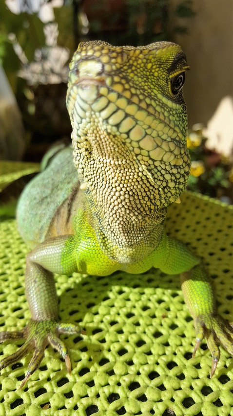 Wasseragame