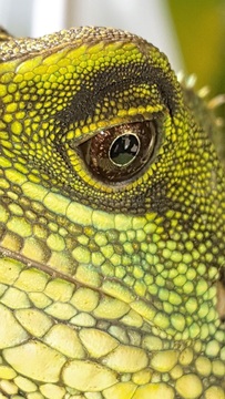 Grüne Wasseragame