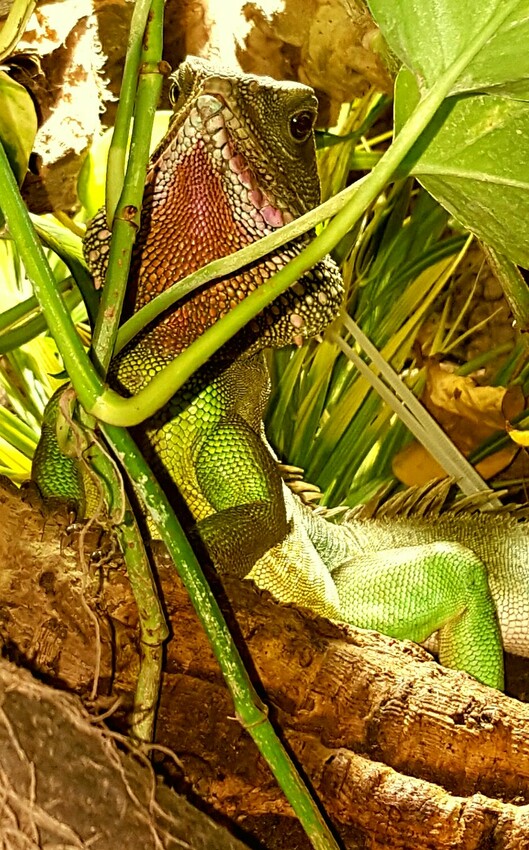 Wasseragame