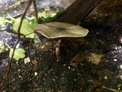 Pilz im Terrarium