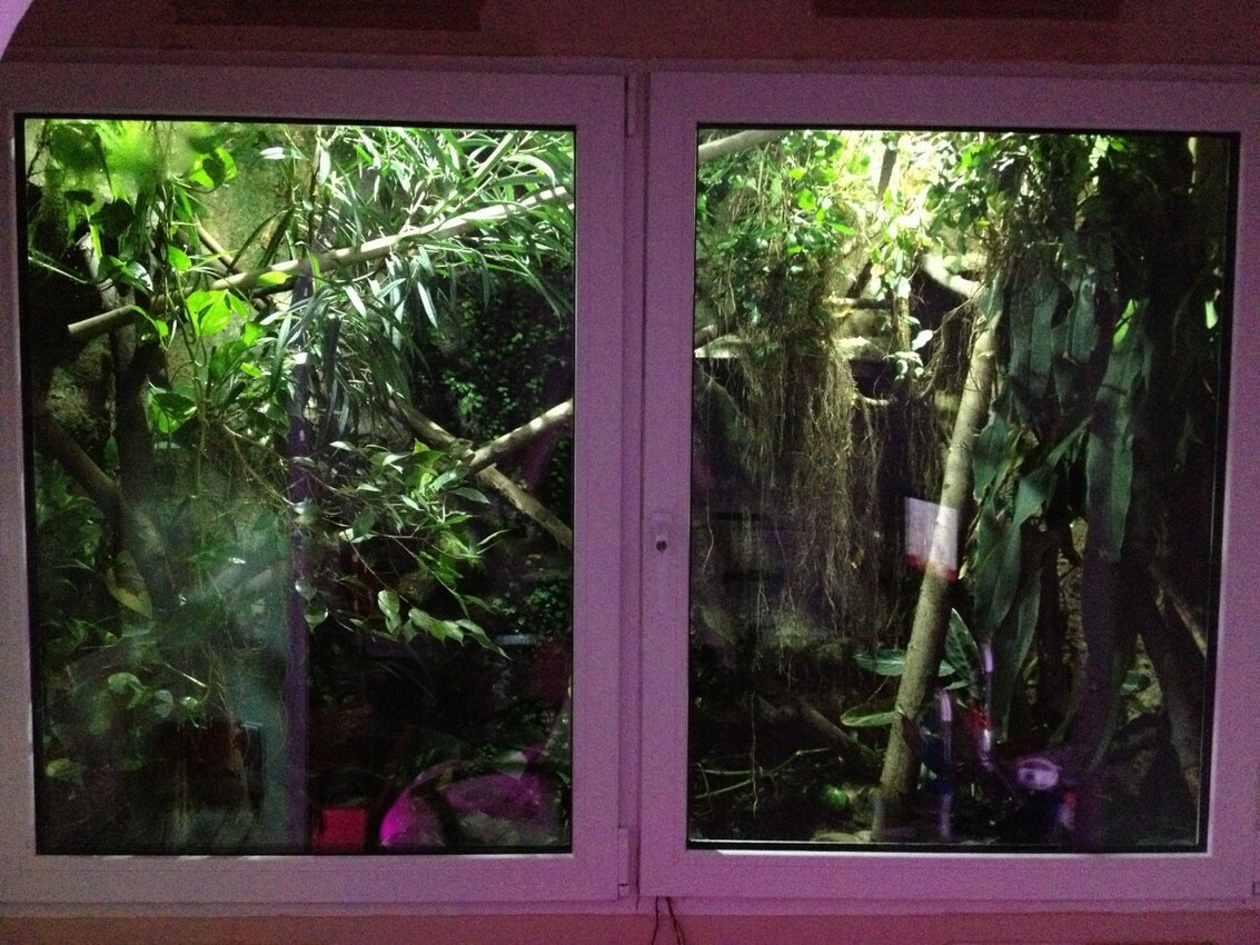 Wasseragamen Terrarium Gesamtansicht