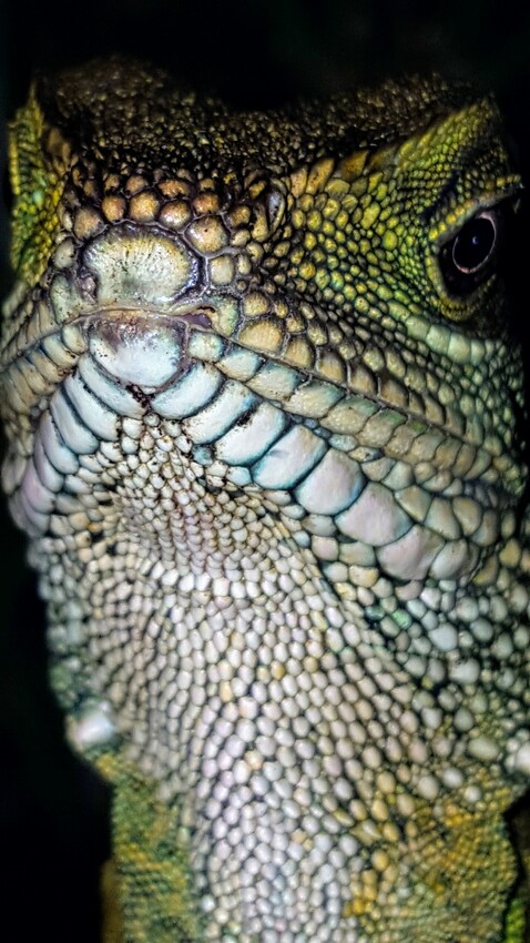 Wasseragame