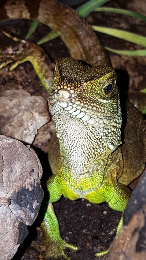 Wasseragame