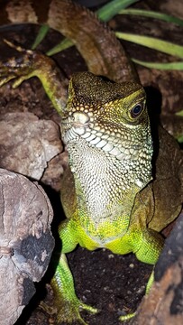 Wasseragame