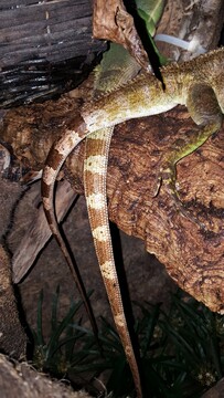 Wasseragame
