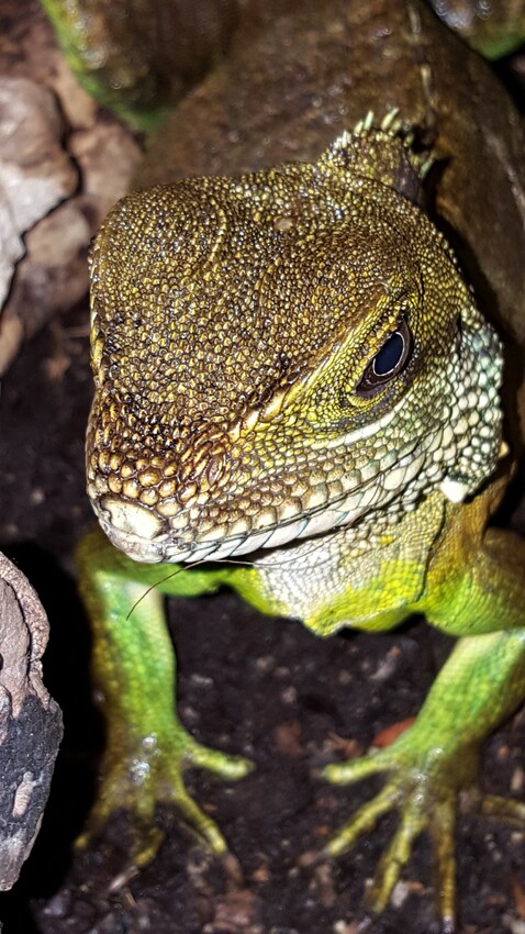 Wasseragame