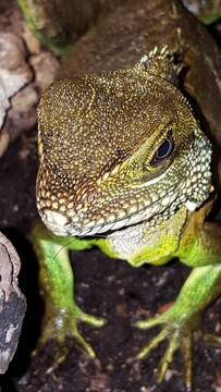 Wasseragame