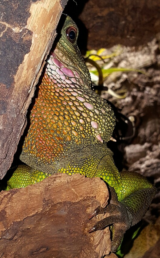 Wasseragame