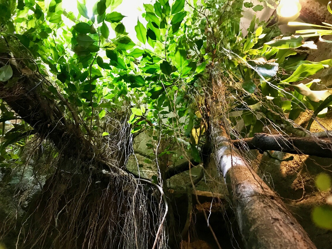 Ficus