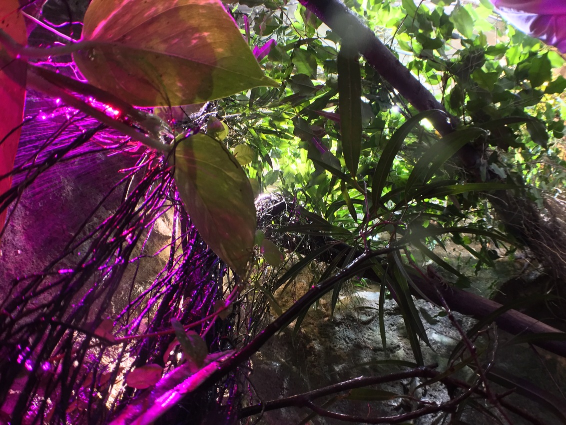 Ficus