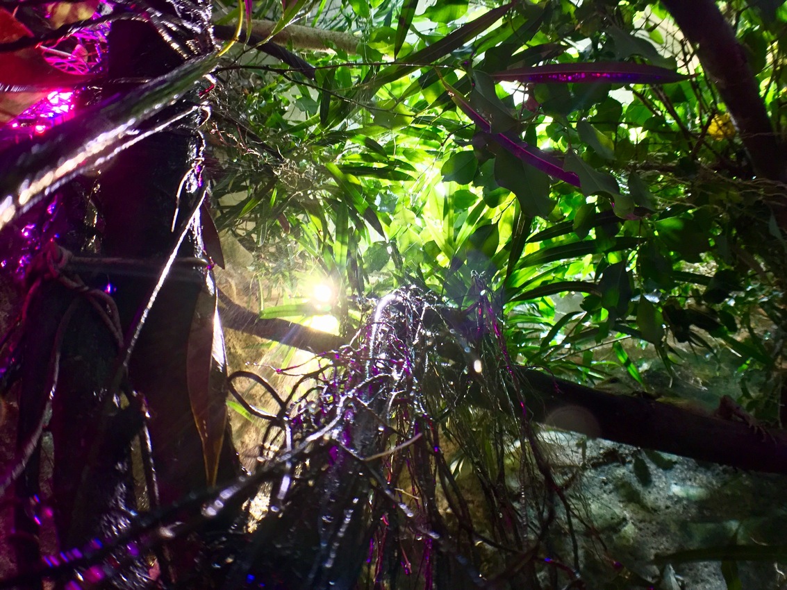 Ficus