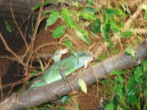 1. Wasseragamen Terarrium