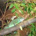 1. Wasseragamen Terarrium