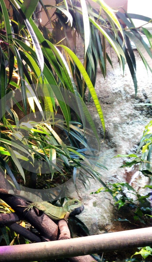 Ficus Binnendijkii