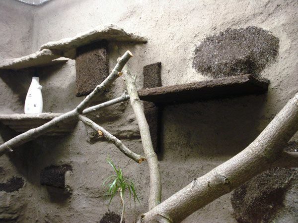 1. Wasseragamen Terarrium